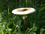 FZ019702 Mushroom.jpg